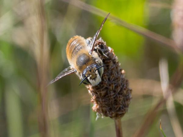 Kustbehangersbij (Megachile maritima)